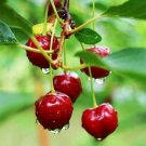 Barbados Cherry Tree Fruit Tree Plant Home Rare Live Plant - Plant for Your Home Garden