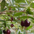 Brazilian Cherry Tree Fruit Tree Plant Home Rare Live Plant - Plant for Your Home Garden