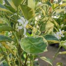 Variegated Pink Lemon Fruit Plant Home Rare Live Plant - Plant for Your Home Garden