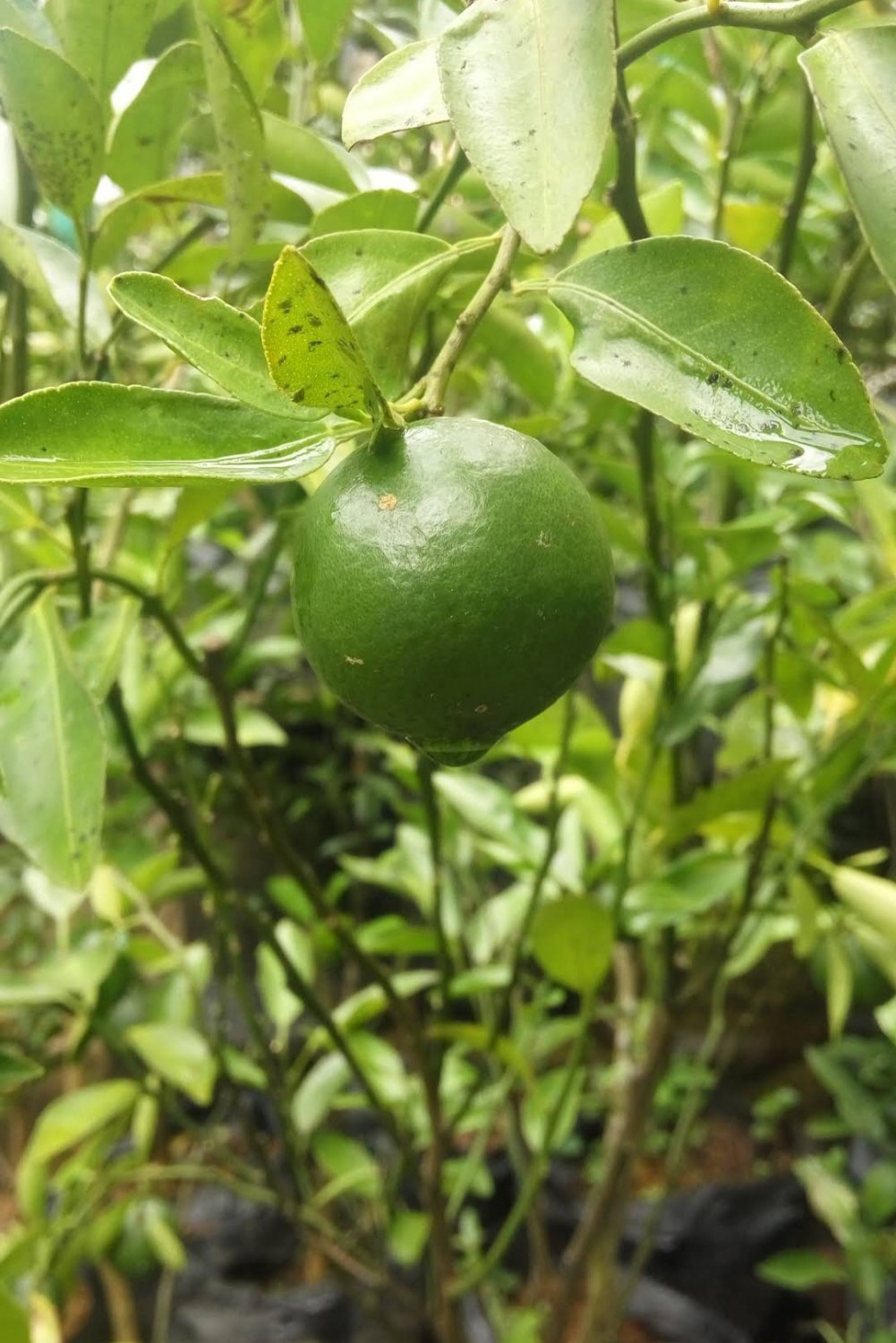 Key Lime Tree Fruit Plant Home Rare Live Plant - Plant for Your Home Garden