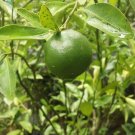 Key Lime Tree Fruit Plant Home Rare Live Plant - Plant for Your Home Garden