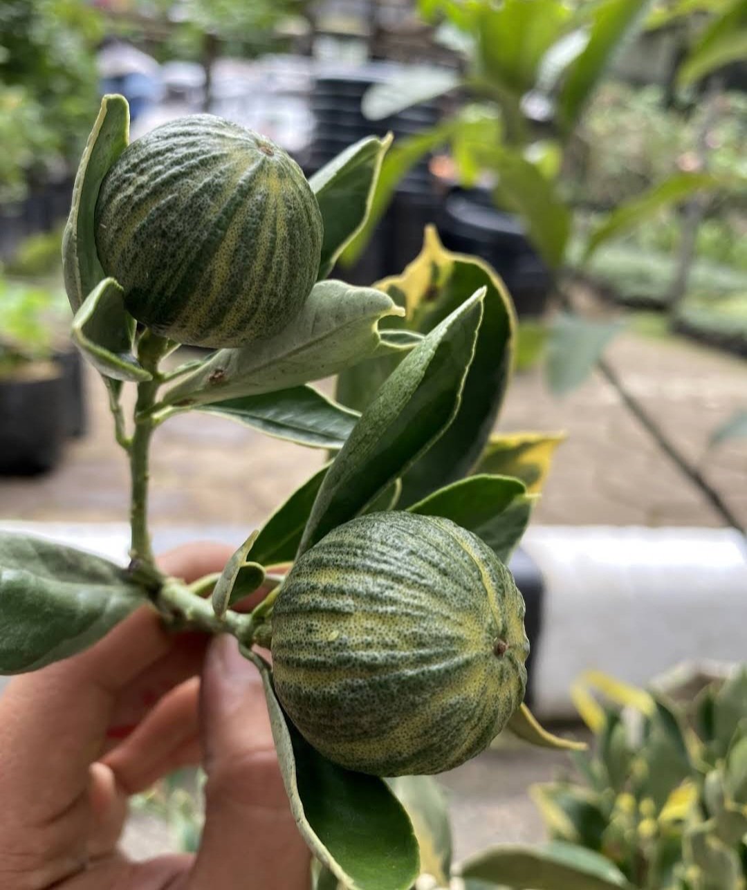 Pink Eureka Variegated Lemon Plant Home Rare Live Plant - Plant for Your Home Garden