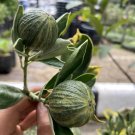 Pink Eureka Variegated Lemon Plant Home Rare Live Plant - Plant for Your Home Garden