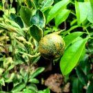 Variegated Calamondin Plant Home Rare Live Plant - Plant for Your Home Garden