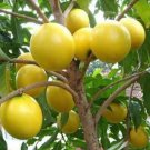 Abiu yellow caimito Plant Home Rare Live Plant - Plant for Your Home Garden