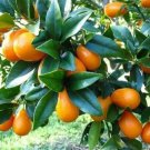 Nagami kumquat Plant Home Rare Live Plant - Plant for Your Home Garden