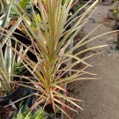 Dracaena Marginata Tricolor Plant Home Rare Live Plant - Plant for Your Home Garden