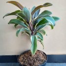 Cordyline Chocolate queen Plant Home Rare Live Plant - Plant for Your Home Garden