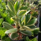Jade Crassula Ovata Gollum Plant Home Rare Live Plant - Plant for Your Home Garden