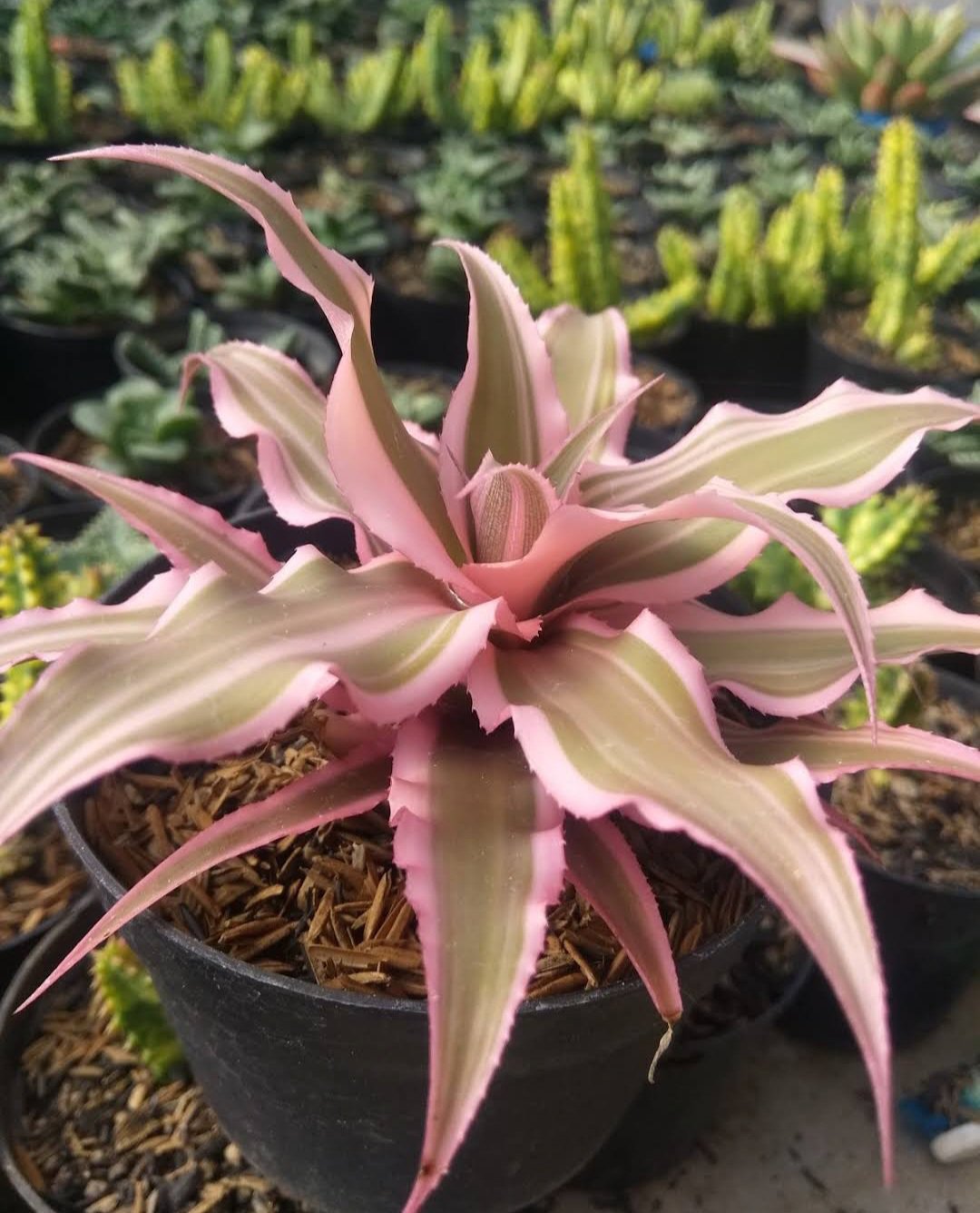 Cryptanthus bromeliad pink Plant Home Rare Live Plant - Plant for Your Home Garden