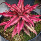 Cryptanthus Earth Star Plant Home Rare Live Plant - Plant for Your Home Garden