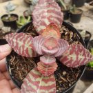 Cryptanthus fosterianus bromeliad Plant Home Rare Live Plant - Plant for Your Home Garden
