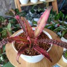 Cryptanthus Elaine Earth Star Plant Home Rare Live Plant - Plant for Your Home Garden