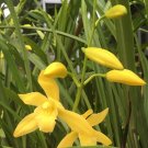 Orchid Cymbidium Golden Elf Plant Home Rare Live Plant - Plant for Your Home Garden