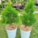 Lemon Cypress Tree Plant Home Rare Live Plant - Plant for Your Home Garden