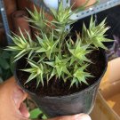 Deuterocohnia Brevifolia Plant Home Rare Live Plant - Plant for Your Home Garden