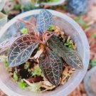 Jewel Orchid Dossinia marmorata Plant Home Rare Live Plant - Plant for Your Home Garden