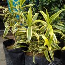Dracaena reflexa Flower Plant Home Rare Live Plant - Plant for Your Home Garden