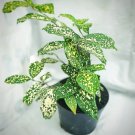 Dracaena surculosa ’Florida Beauty’ Plant Home Rare Live Plant - Plant for Your Home Garden