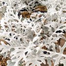 Dusty miller Plant Home Rare Live Plant - Plant for Your Home Garden