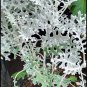 Dusty miller Plant Home Rare Live Plant - Plant for Your Home Garden