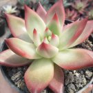 Echeveria agavoides frank Plant Home Rare Live Plant - Plant for Your Home Garden
