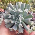Echeveria runyonii 'Topsy Turvy' Plant Home Rare Live Plant - Plant for Your Home Garden