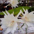 Epiphyllum Pumilum Orchid Cactus Home Rare Live Plant - Plant for Your Home Garden