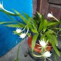 Epiphyllum Pumilum Orchid Cactus Home Rare Live Plant - Plant for Your Home Garden