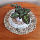 Episcia Cupreata Terrarium Plant Home Rare Live Plant - Plant for Your Home Garden