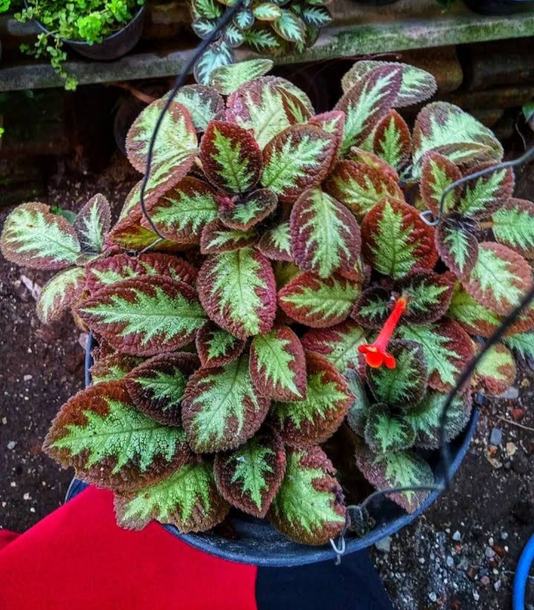 Flame Violet Episcia Cupreata Plant Home Rare Live Plant - Plant for Your Home Garden