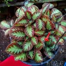 Flame Violet Episcia Cupreata Plant Home Rare Live Plant - Plant for Your Home Garden