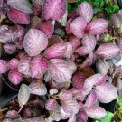 Episcia Strawberry Mist Plant Home Rare Live Plant - Plant for Your Home Garden