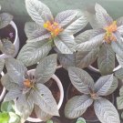 Chrysothemis pulchella Plant Home Rare Live Plant - Plant for Your Home Garden