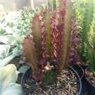 Euphorbia Trigona CV. Royal Red Home Rare Live Plant - Plant for Your Home Garden