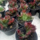 Euphorbia Lactea "Cristata" Plant Home Rare Live Plant - Plant for Your Home Garden