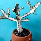 Euphorbia white ghost Plant Home Rare Live Plant - Plant for Your Home Garden