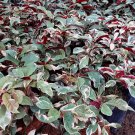 Excoecaria cochinchinensis Jungle Fire Plant Home Rare Live Plant - Plant for Your Home Garden