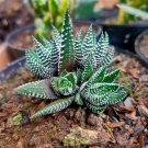 Zebra Plant Haworthia Fasciata Plant Home Rare Live Plant - Plant for Your Home Garden