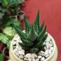 Zebra Plant Haworthia Fasciata Plant Home Rare Live Plant - Plant for Your Home Garden