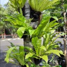 Bird's Nest Fern Asplenium nidus Plant Home Rare Live Plant - Plant for Your Home Garden