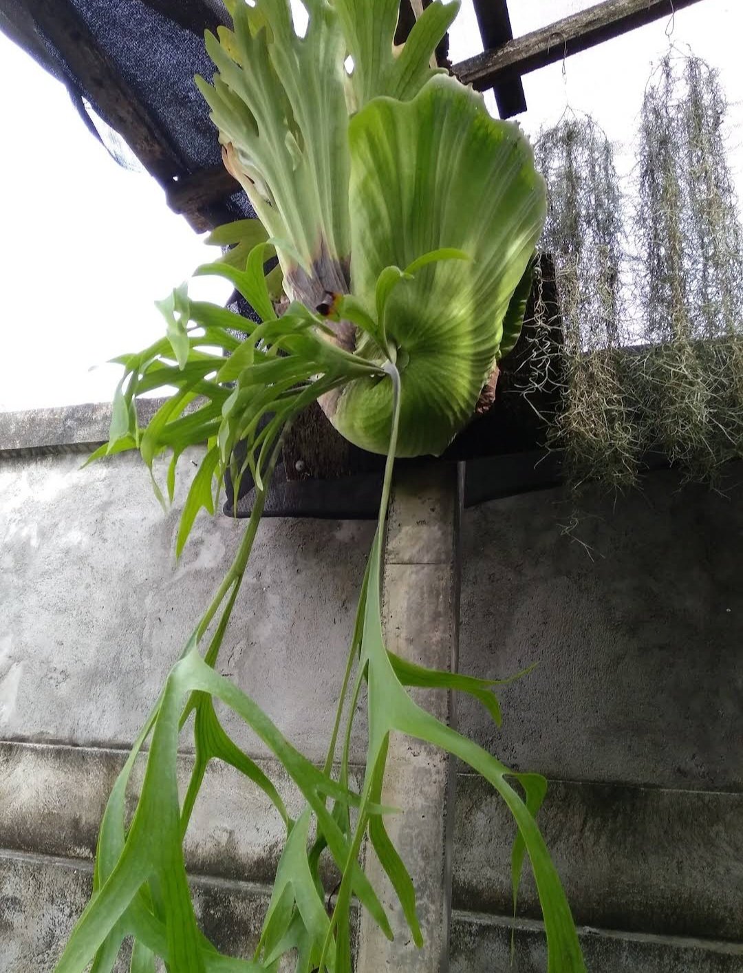 Platycerium coronarium thin-leaf Plant Home Rare Live Plant - Plant for Your Home Garden