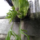 Platycerium coronarium thin-leaf Plant Home Rare Live Plant - Plant for Your Home Garden
