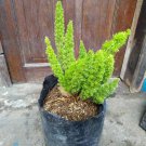 Foxtail Fern Plant, Evergreen Fern Plant Home Rare Live Plant - Plant for Your Home Garden