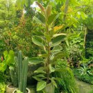 Ficus elastica “Tineke” Plant Home Rare Live Plant - Plant for Your Home Garden