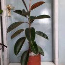 Ficus elastica Ficus Burgundy Plant Home Rare Live Plant - Plant for Your Home Garden