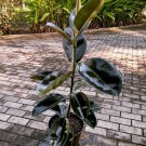 Ficus elastica Abidjan aka Rubber Plant Home Rare Live Plant - Plant for Your Home Garden