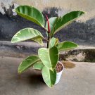 Ficus Elastica Tineke Variegated Plant Home Rare Live Plant - Plant for Your Home Garden