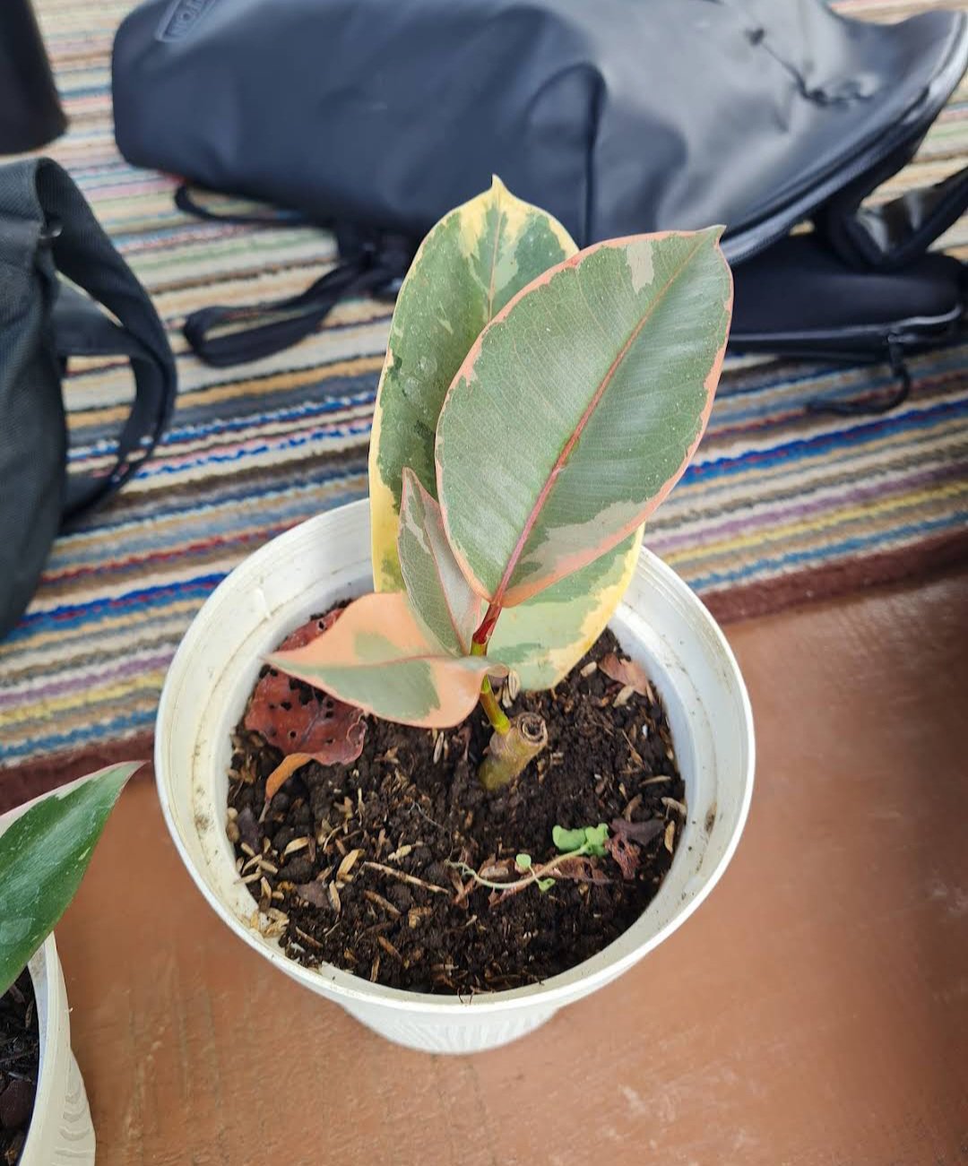 Ficus Elastica 'Red Ruby' Plant Home Rare Live Plant - Plant for Your Home Garden