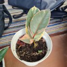 Ficus Elastica 'Red Ruby' Plant Home Rare Live Plant - Plant for Your Home Garden
